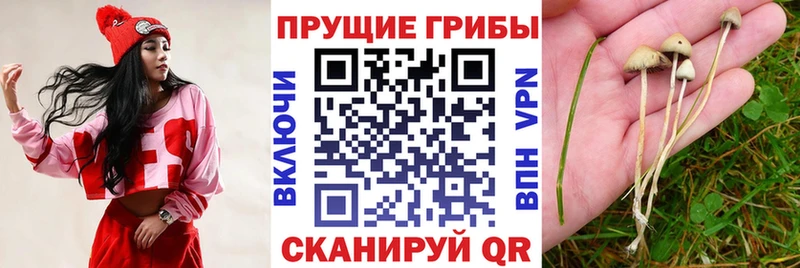 darknet официальный сайт  Воронеж  Псилоцибиновые грибы Cubensis 